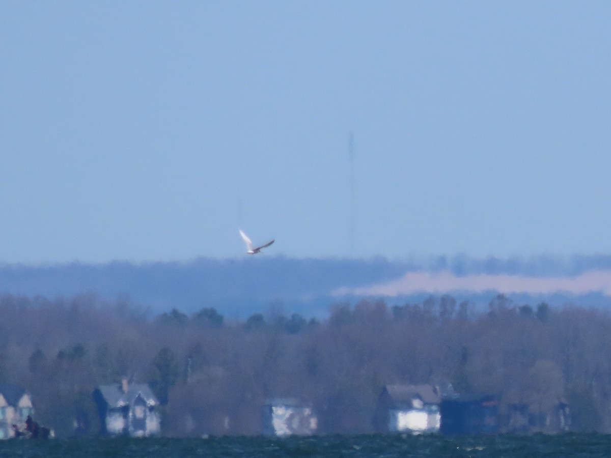 Forster's Tern - ML617492810