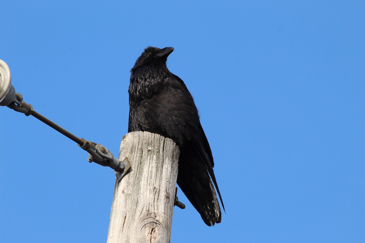 Common Raven - ML617492819