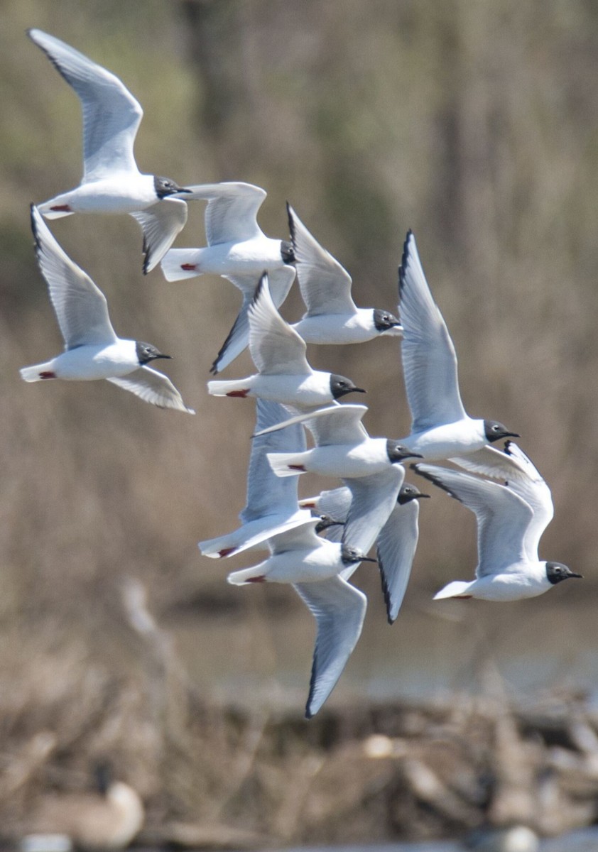 Bonaparte's Gull - ML617492846