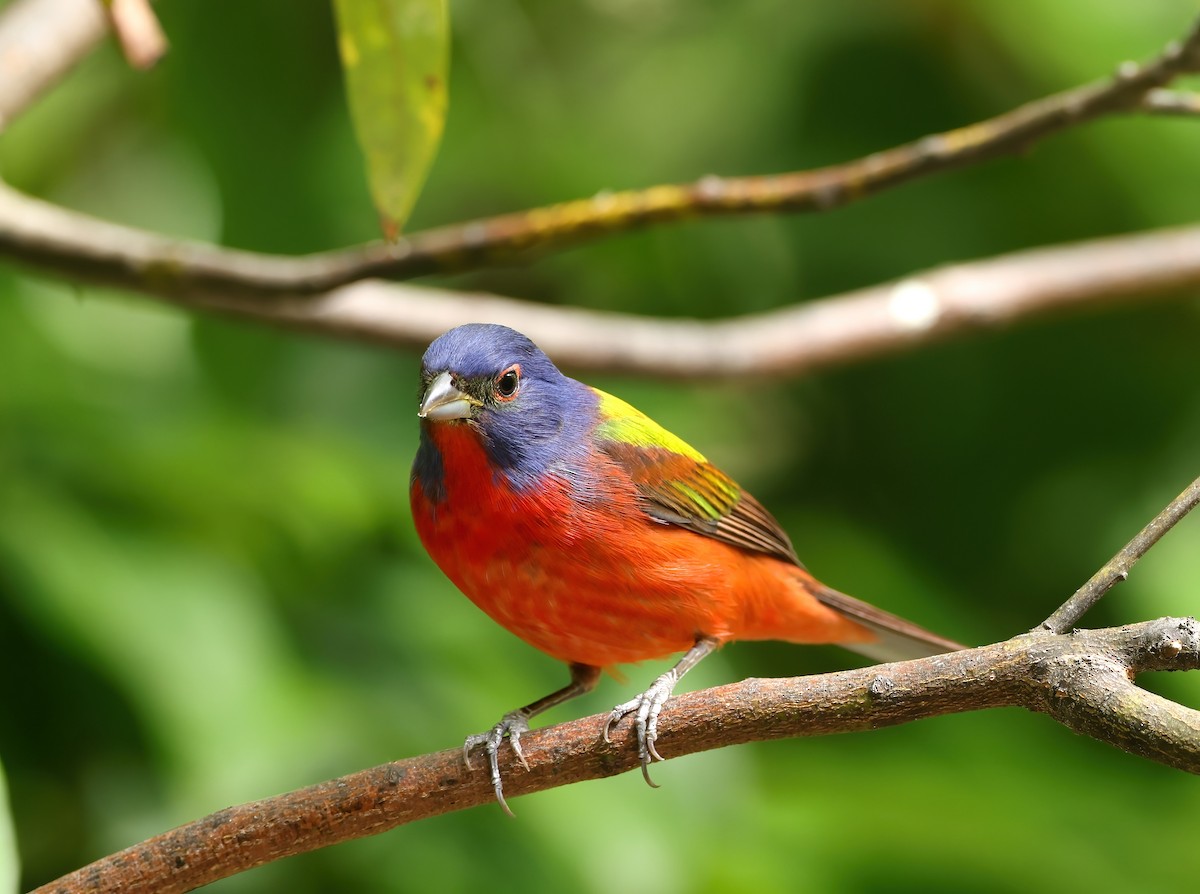 Painted Bunting - ML617492847