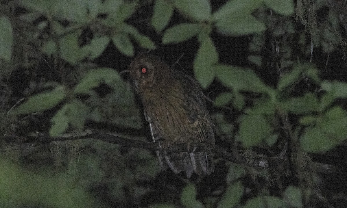 Jamaican Owl - Ben Loehnen