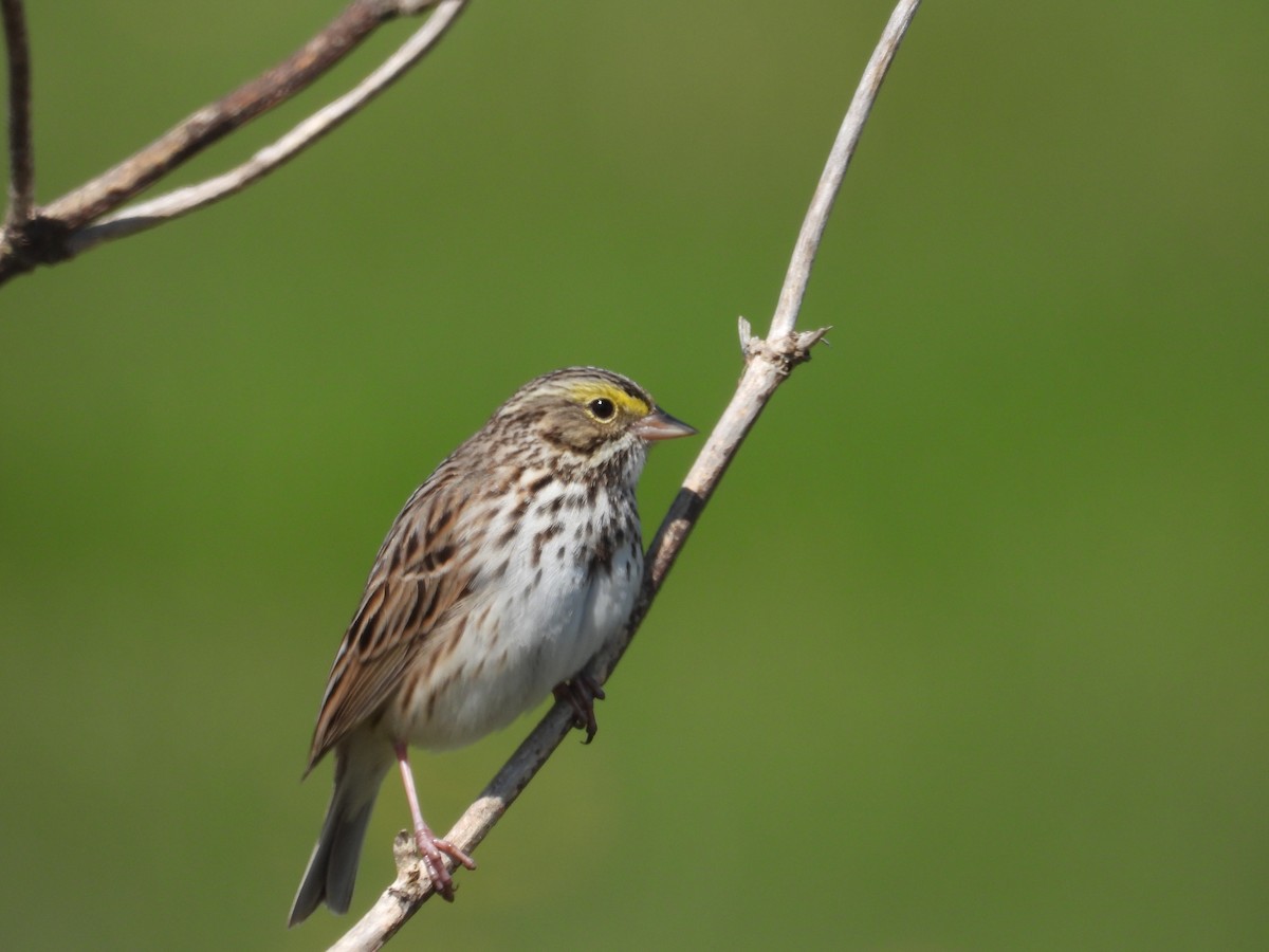 Savannah Sparrow - Kellie Sagen 🦉