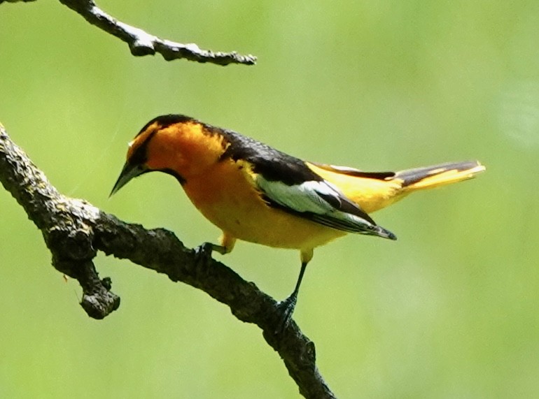 Bullock's Oriole - ML617492922