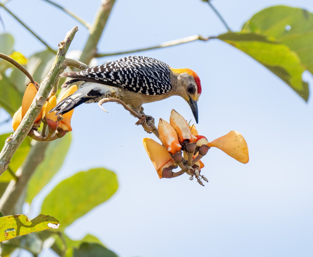 Hoffmann's Woodpecker - Forest Botial-Jarvis