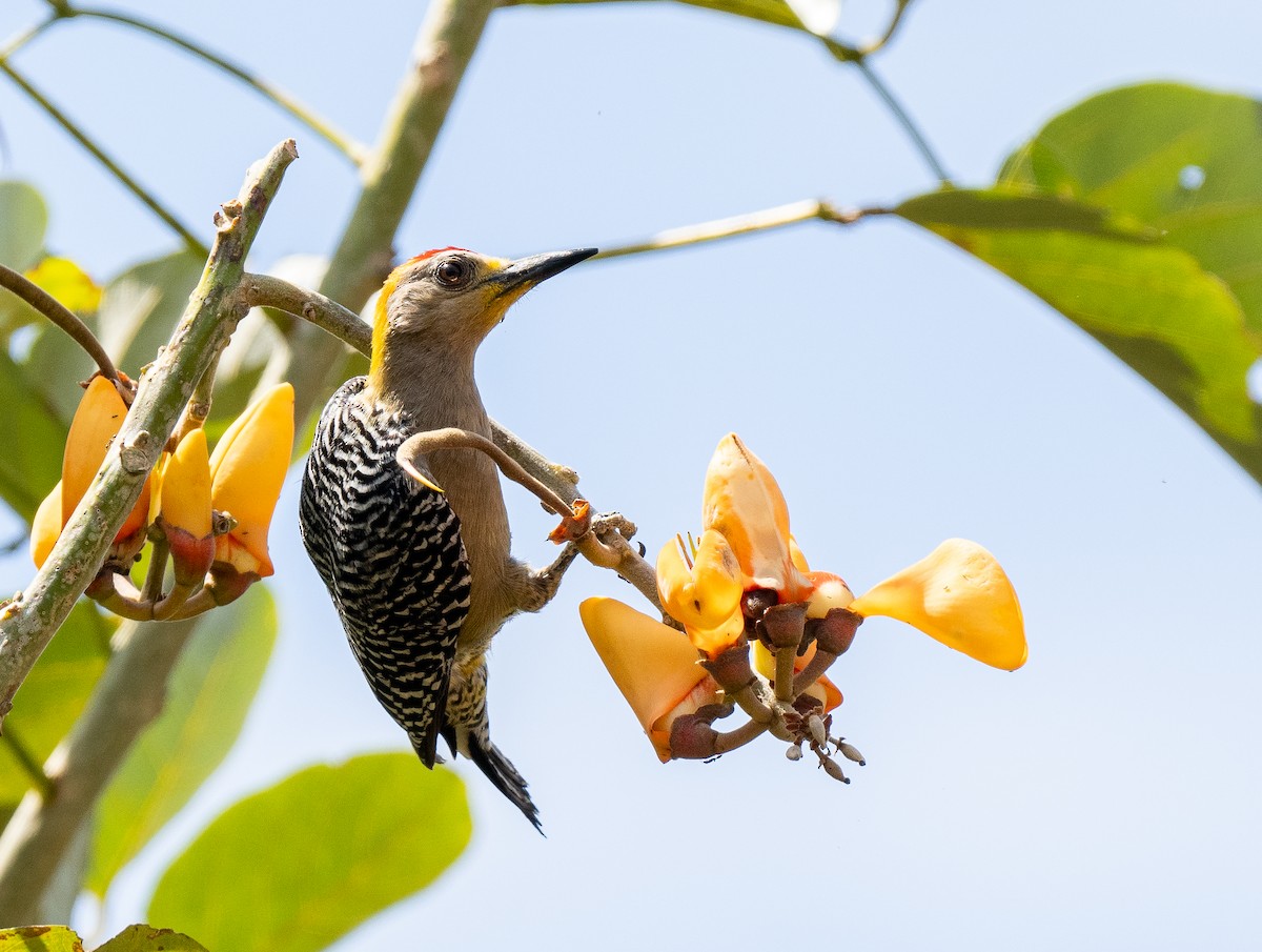 Hoffmann's Woodpecker - Forest Botial-Jarvis