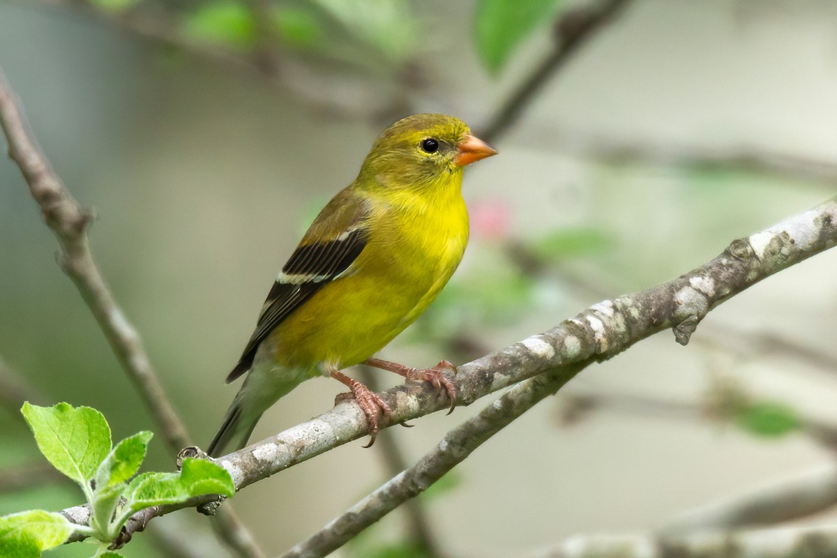 American Goldfinch - ML617492966