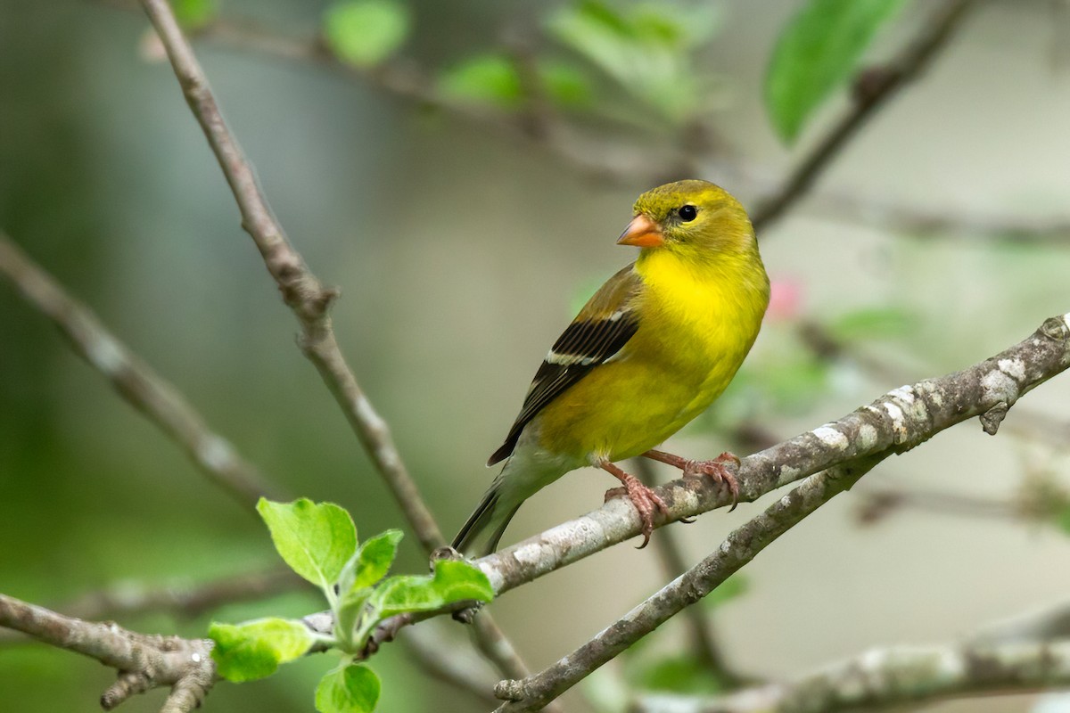 American Goldfinch - ML617492967