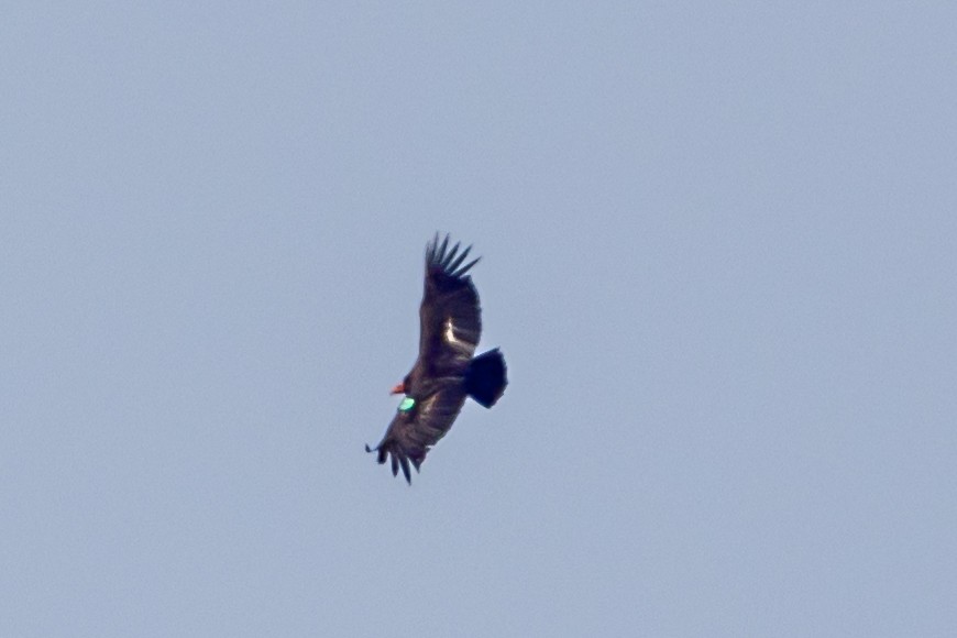 Condor de Californie - ML617492971