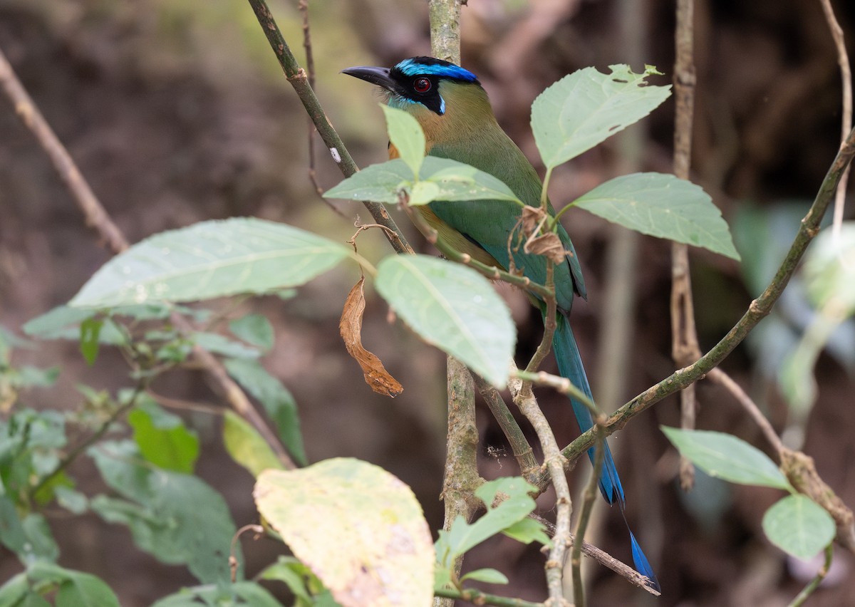 Lesson's Motmot - Forest Botial-Jarvis