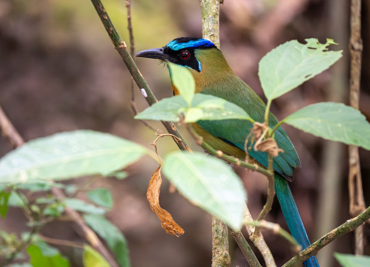 Lesson's Motmot - Forest Botial-Jarvis