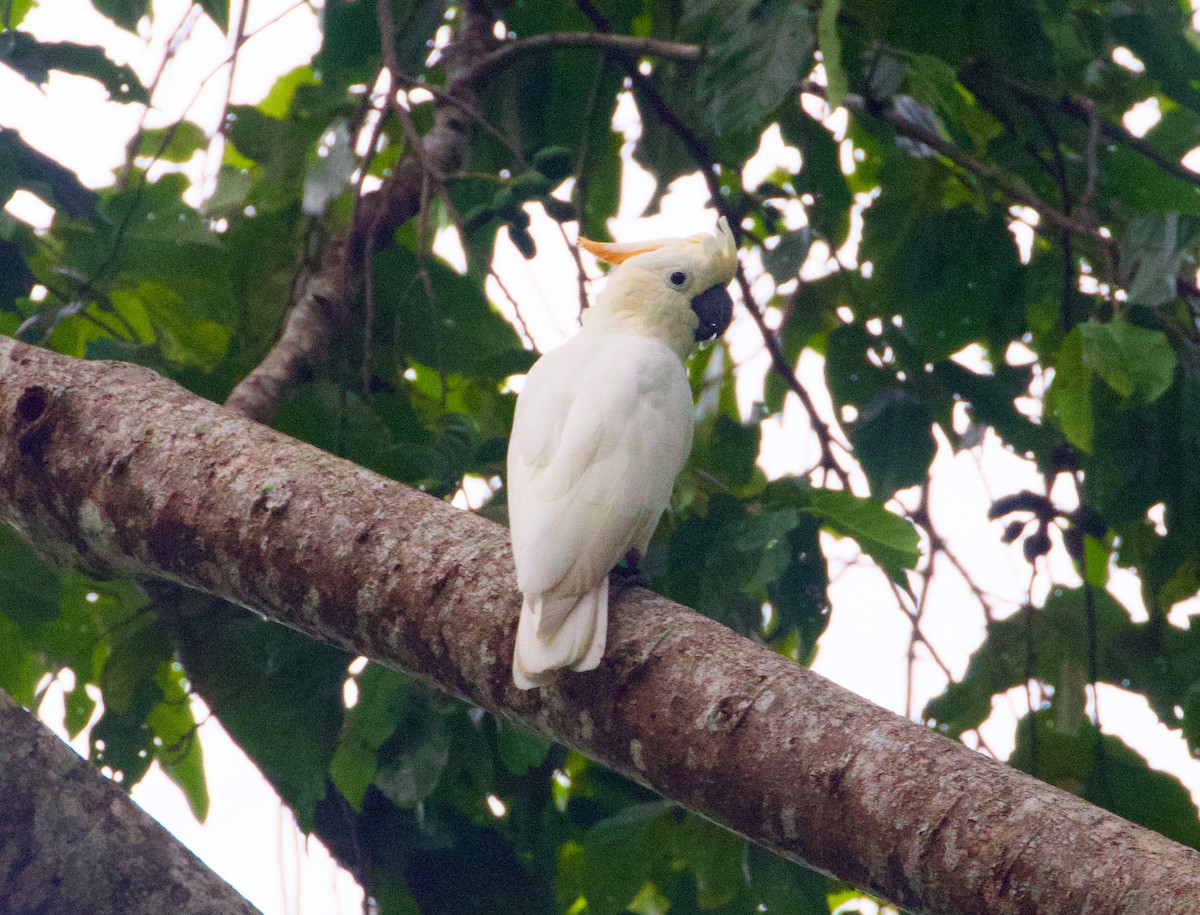 Citron-crested Cockatoo - ML617492986