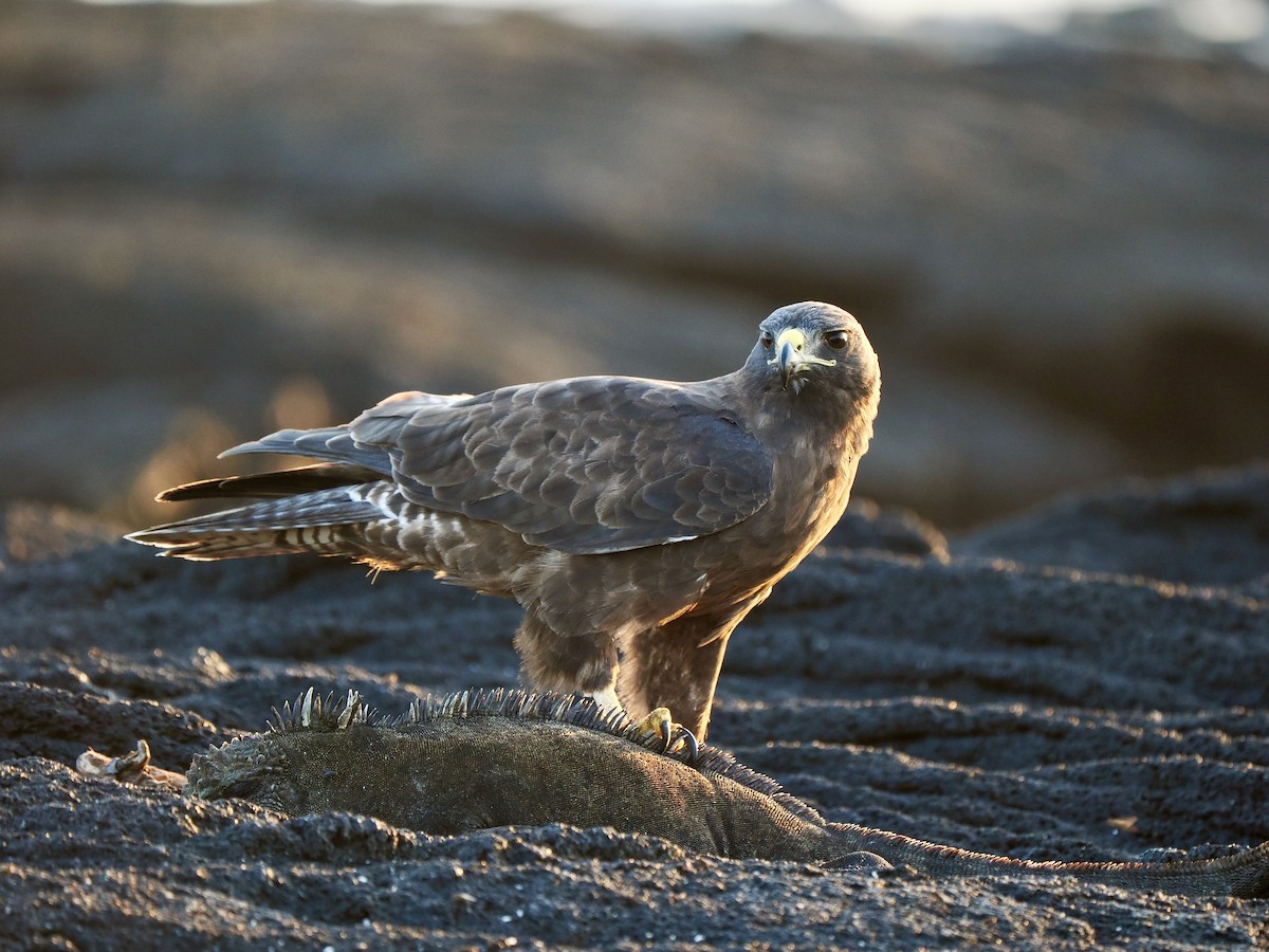 Galapagos Hawk - ML617492989