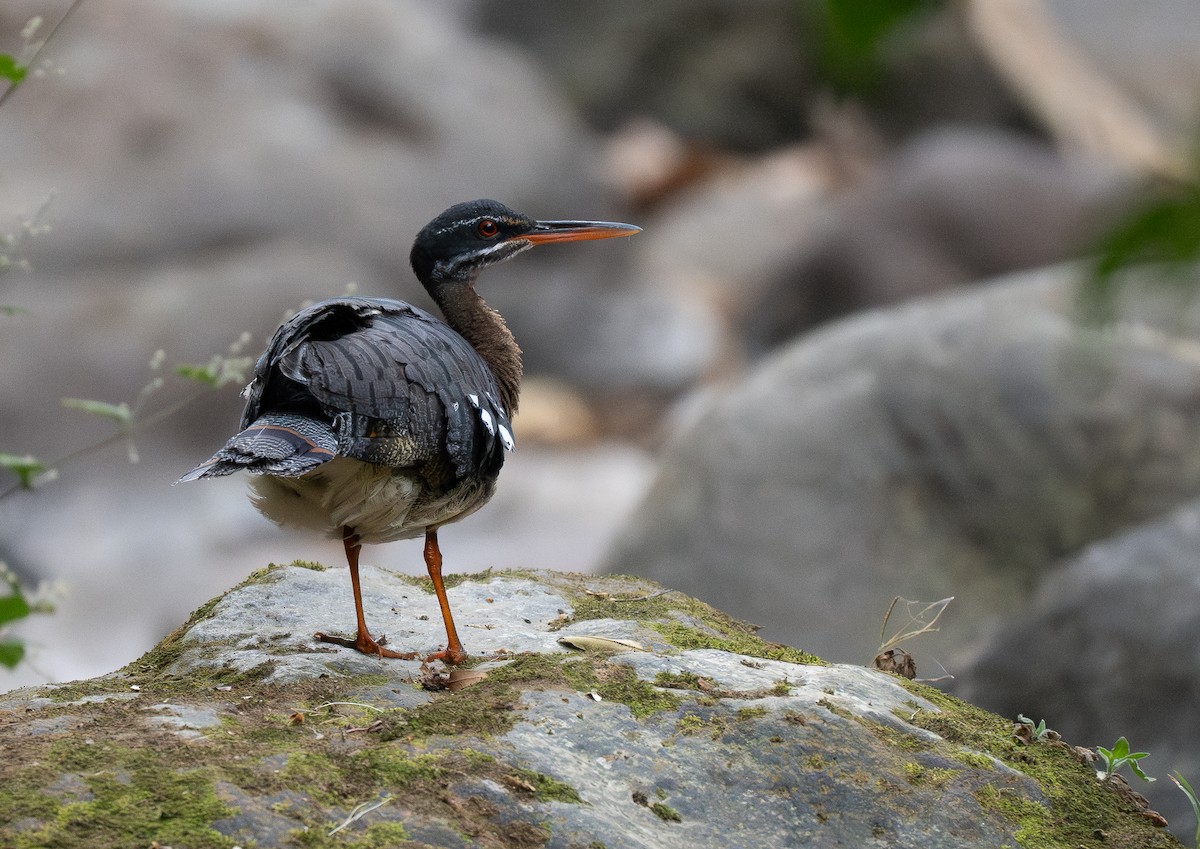 Sunbittern - Forest Botial-Jarvis