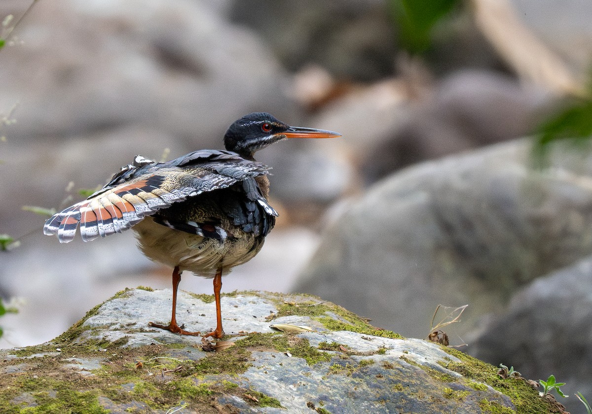 Sunbittern - Forest Botial-Jarvis