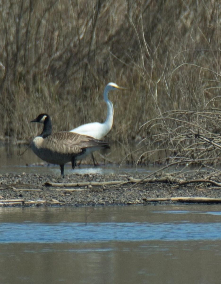 Great Egret - ML617493025