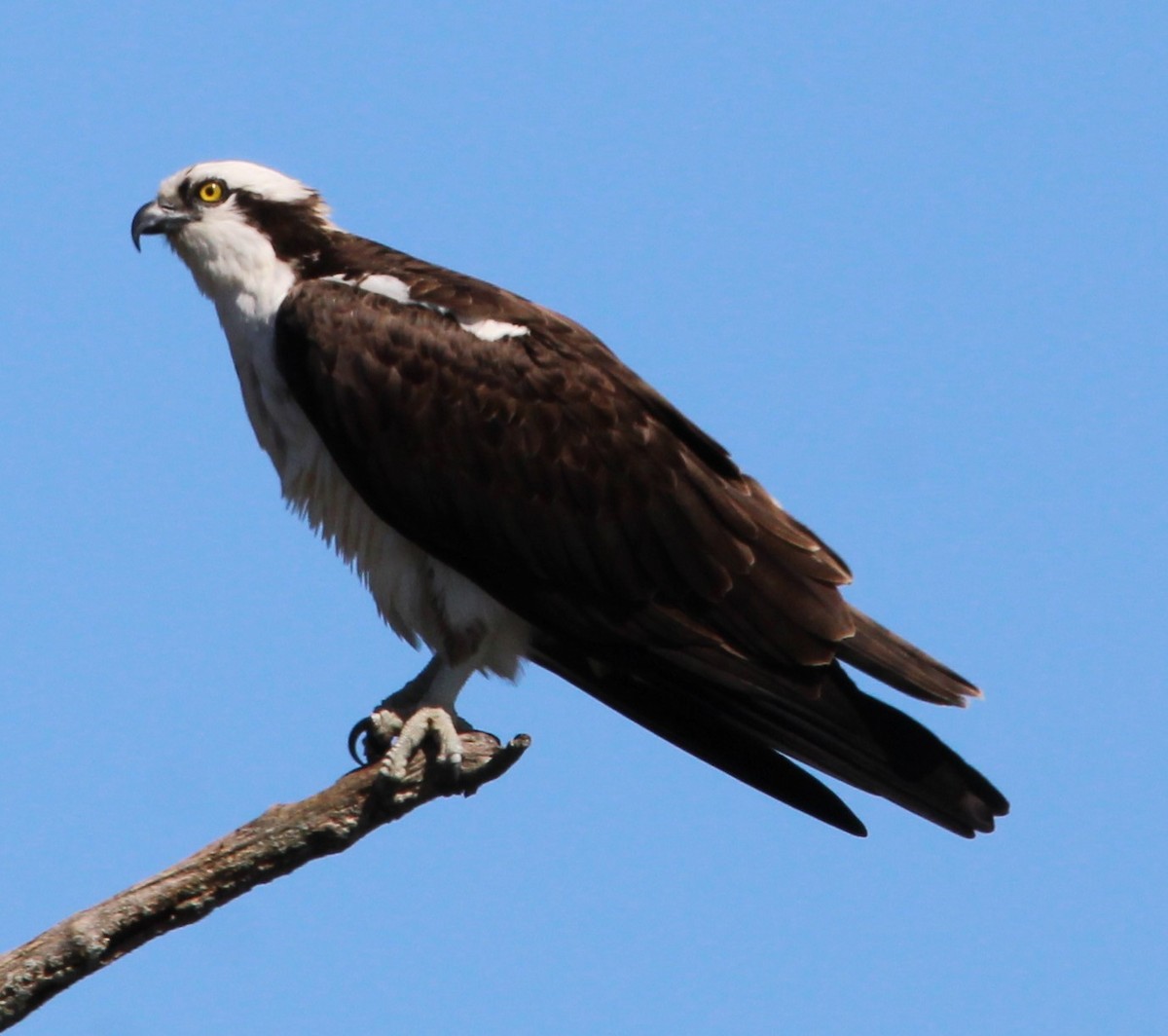 Osprey - ML617493044