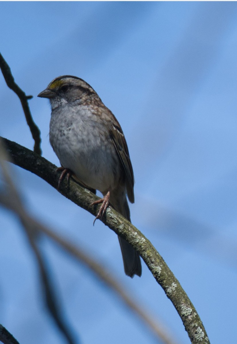 White-throated Sparrow - ML617493047