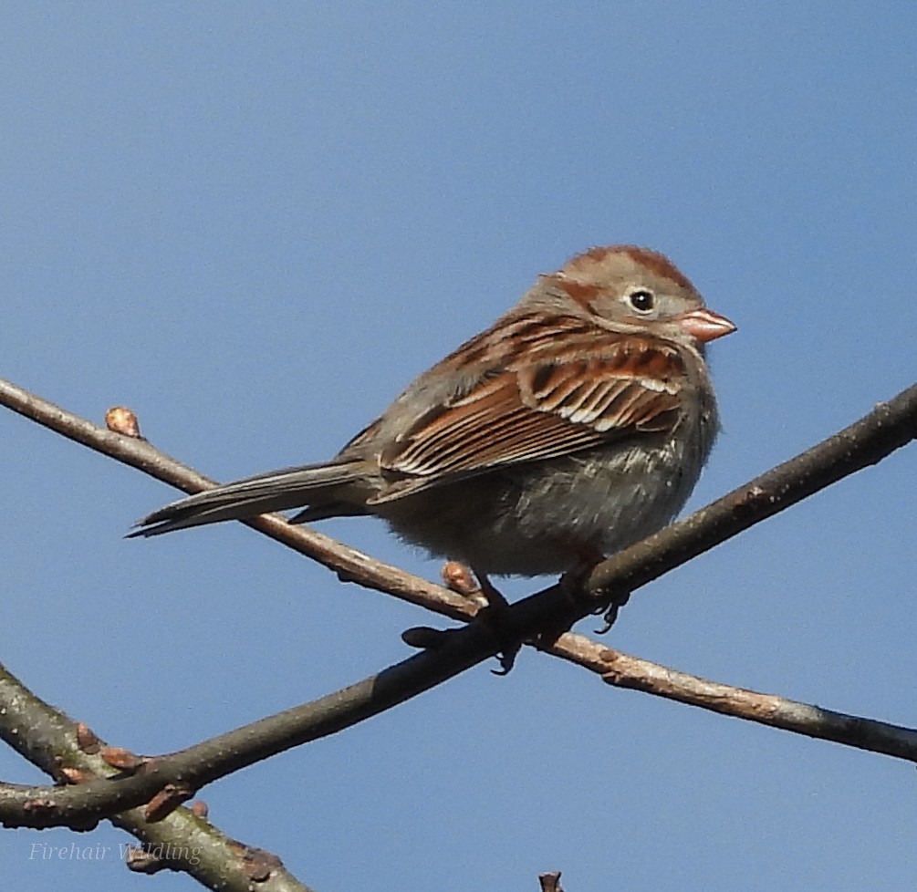 Field Sparrow - ML617493060