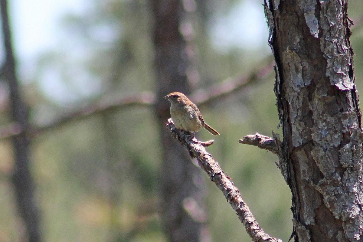 Bachman's Sparrow - Robin Nation