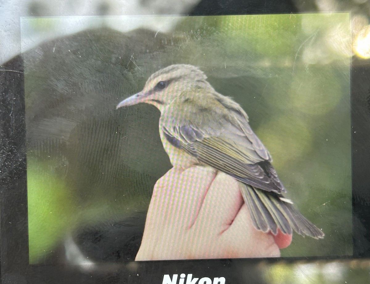 Black-whiskered Vireo - Andrew Lydeard