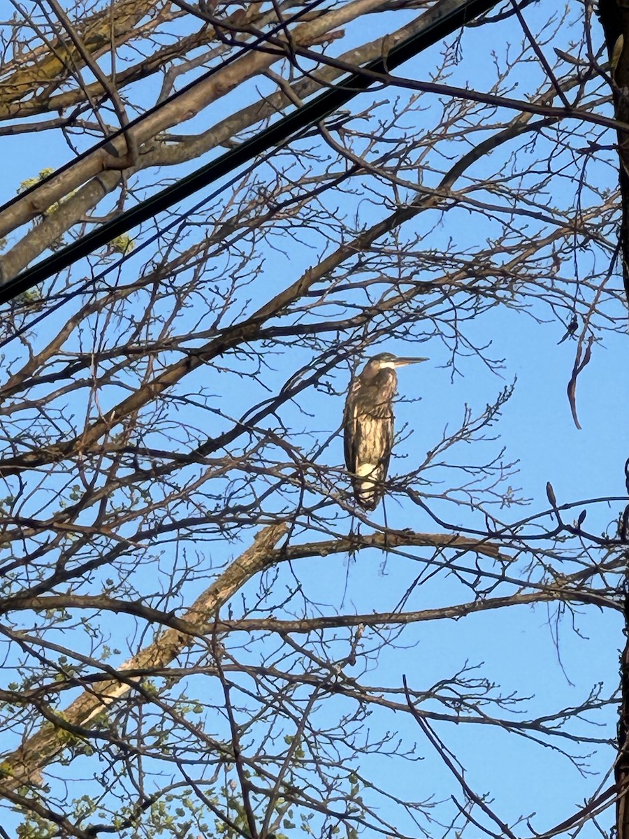 Great Blue Heron - ML617493109