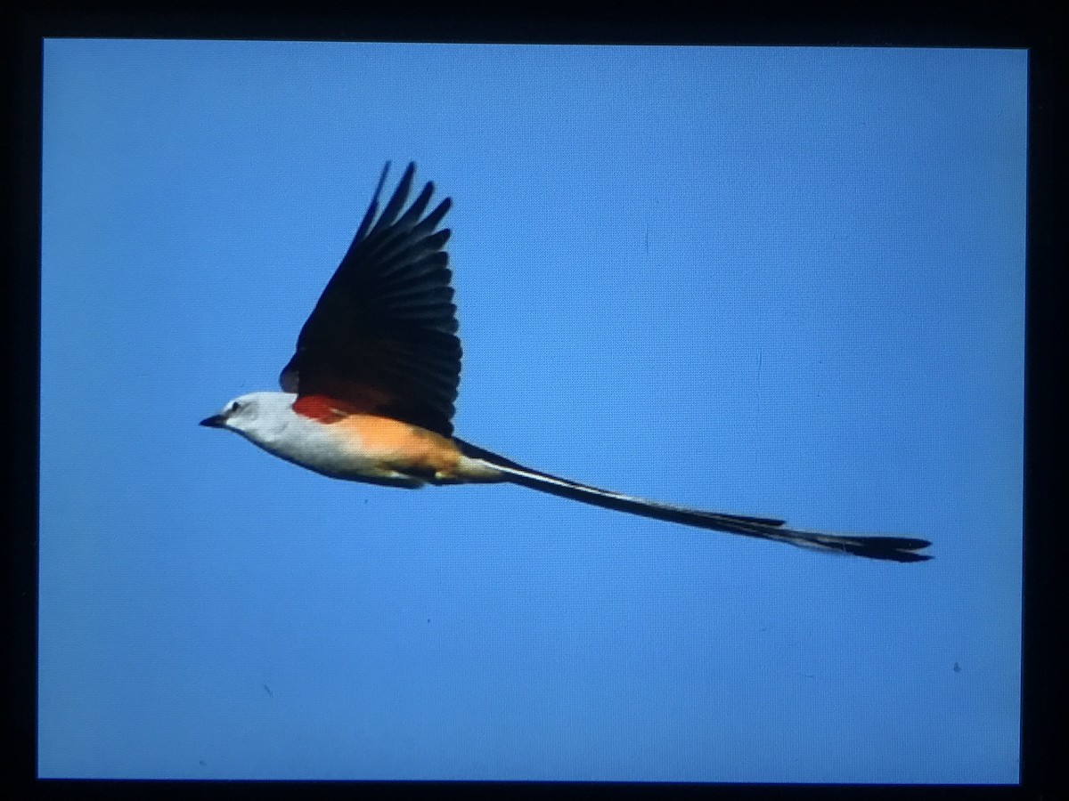 Scissor-tailed Flycatcher - ML617493119