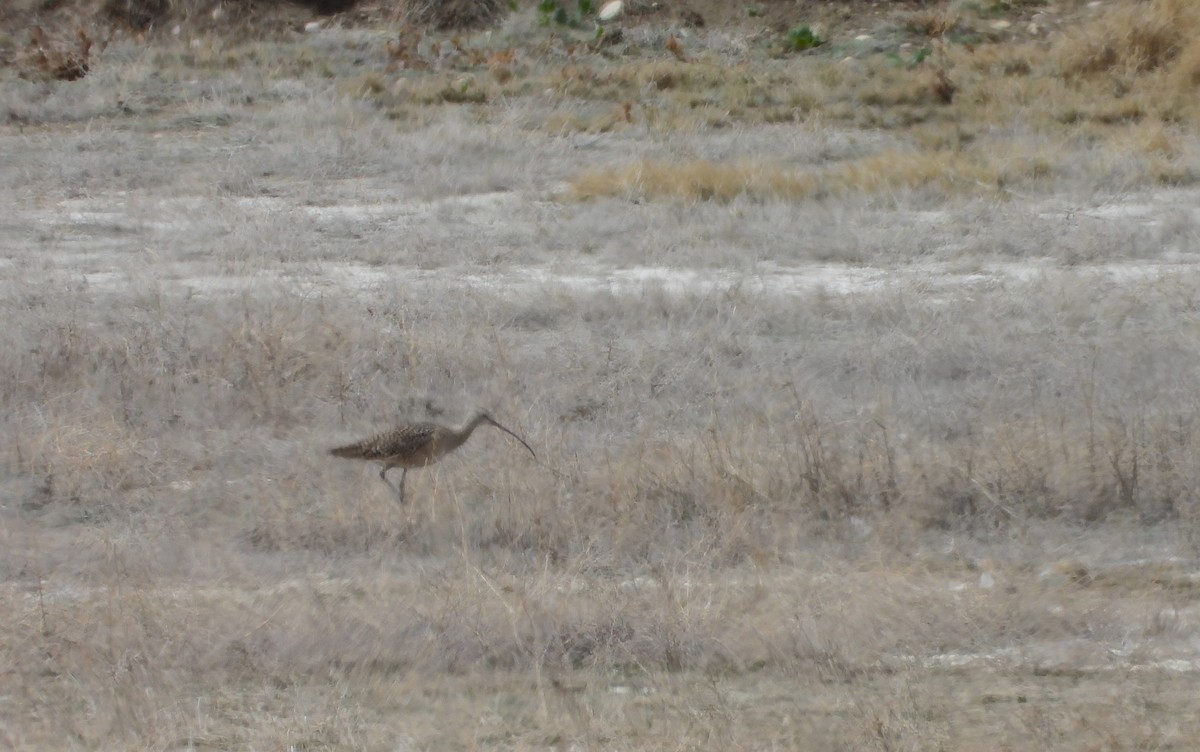 Long-billed Curlew - ML617493127