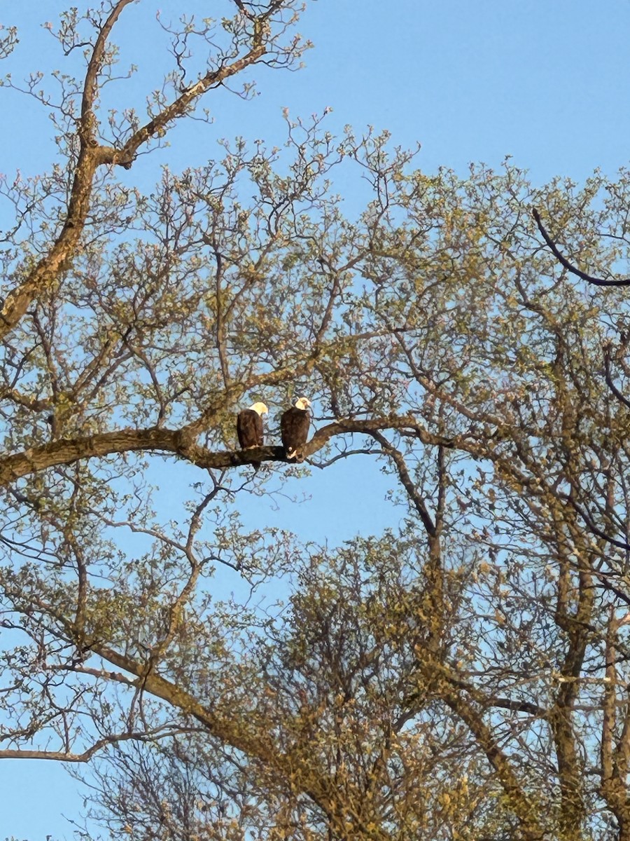 Bald Eagle - Christie Tashjian