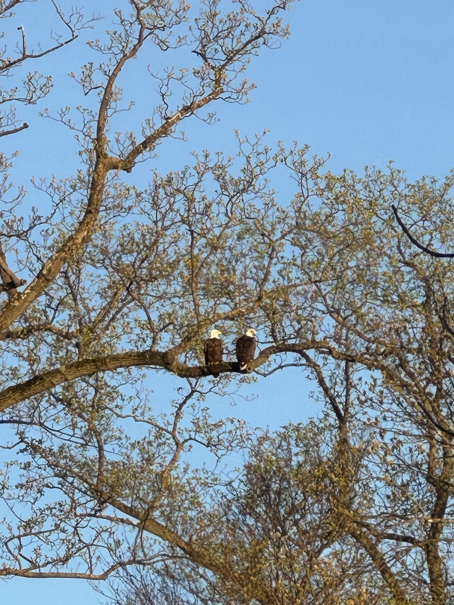 Bald Eagle - Christie Tashjian