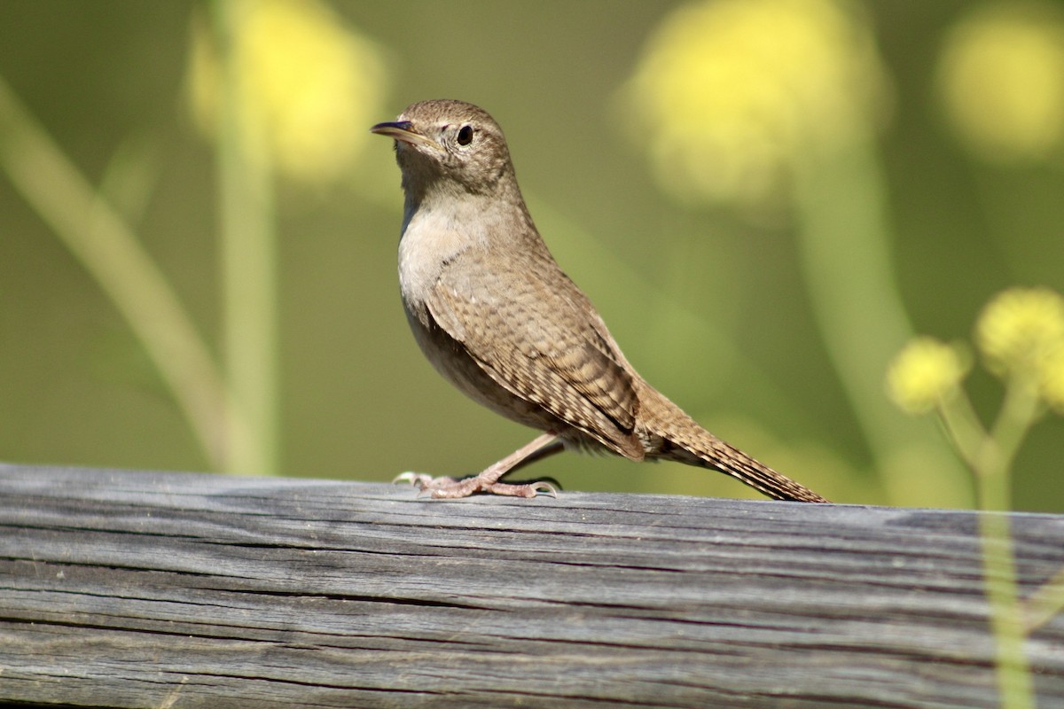 House Wren - Mavis Wetherington