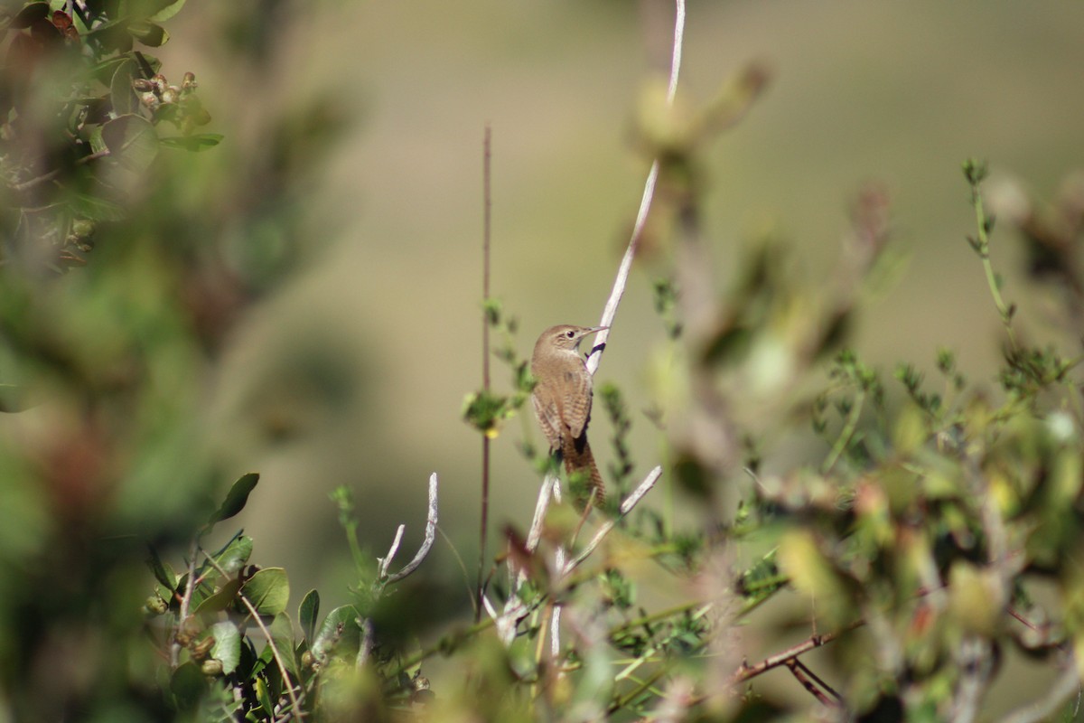 House Wren - ML617493170