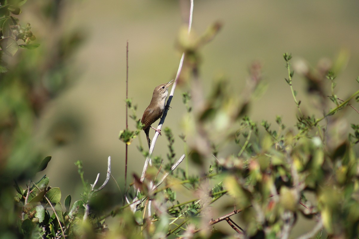 House Wren - ML617493171