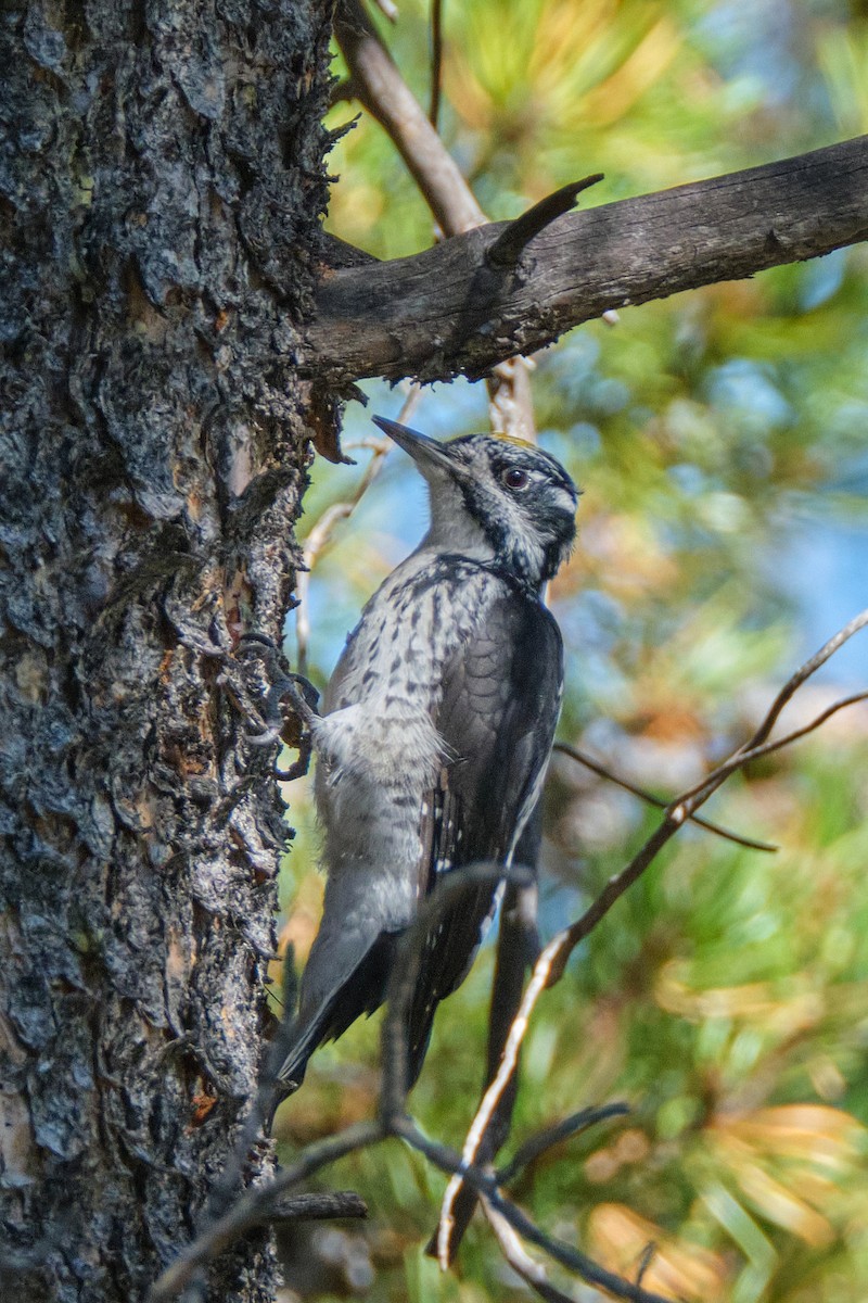 American Three-toed Woodpecker - Guillaume Stordeur