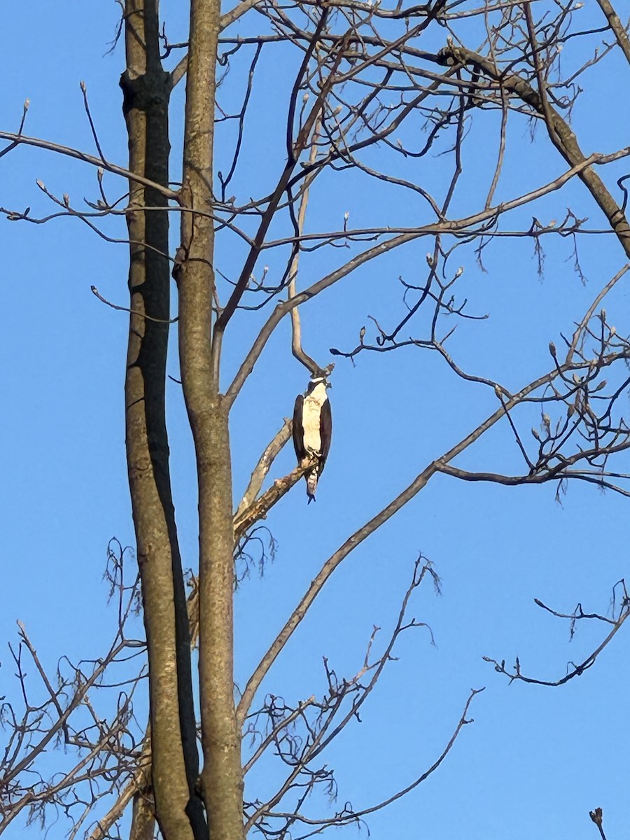 Osprey - Christie Tashjian