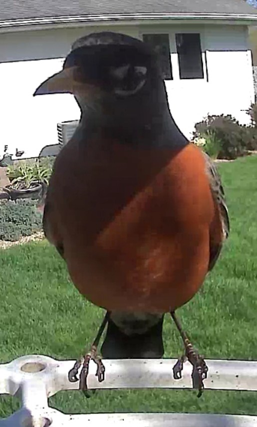 American Robin - Stacy Lynn W - F