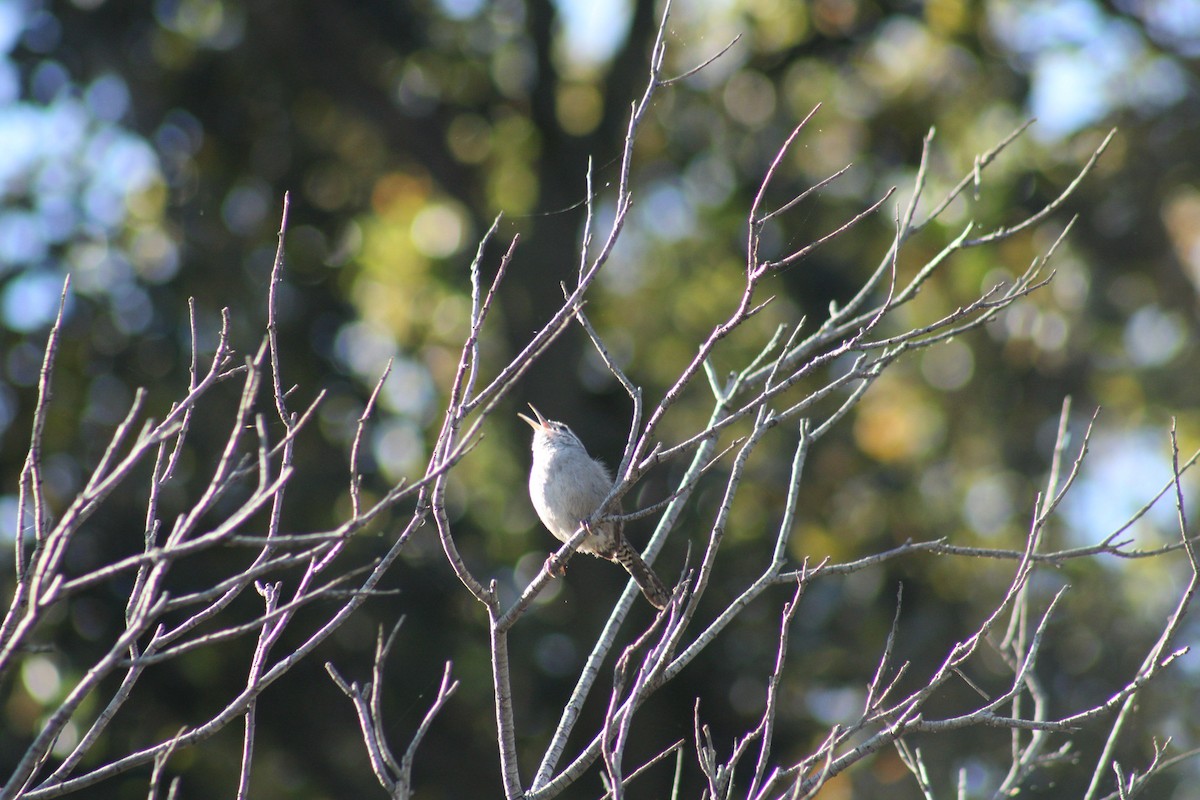 Bewick's Wren - ML617493204