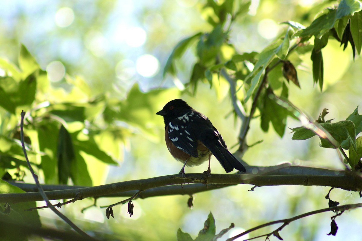 Spotted Towhee - Mavis Wetherington