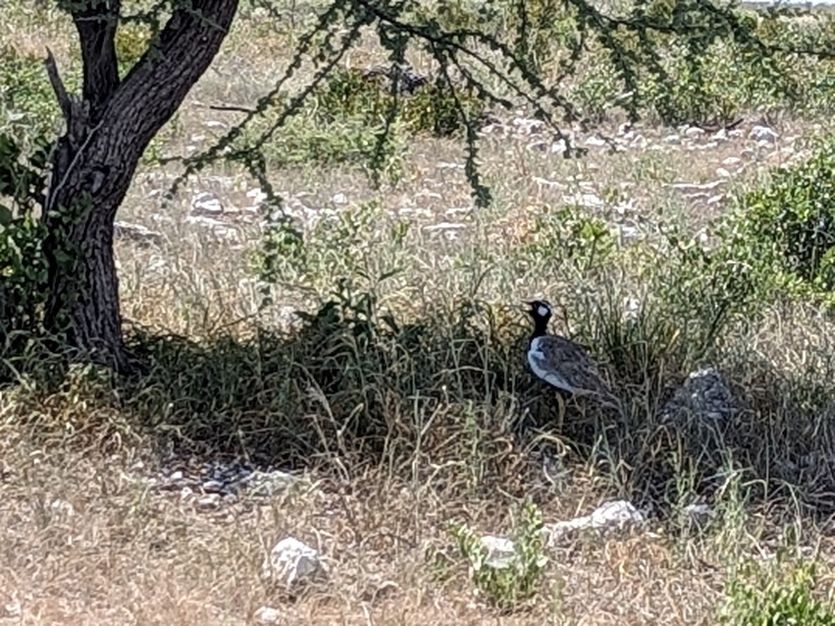 White-quilled Bustard - ML617493226