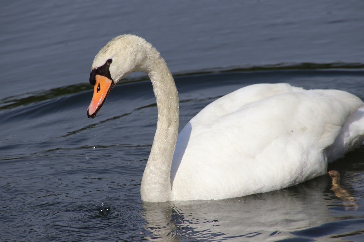 Cygne tuberculé - ML617493227