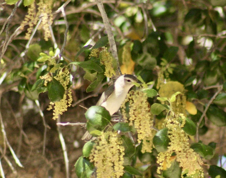 Warbling Vireo - Mavis Wetherington