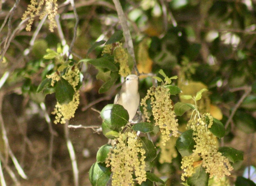 Warbling Vireo - ML617493295