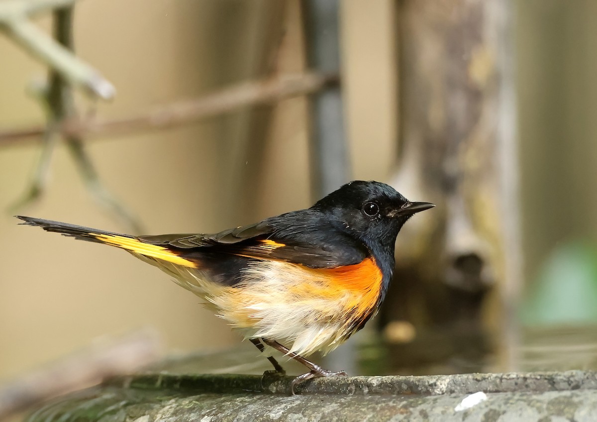 American Redstart - ML617493297