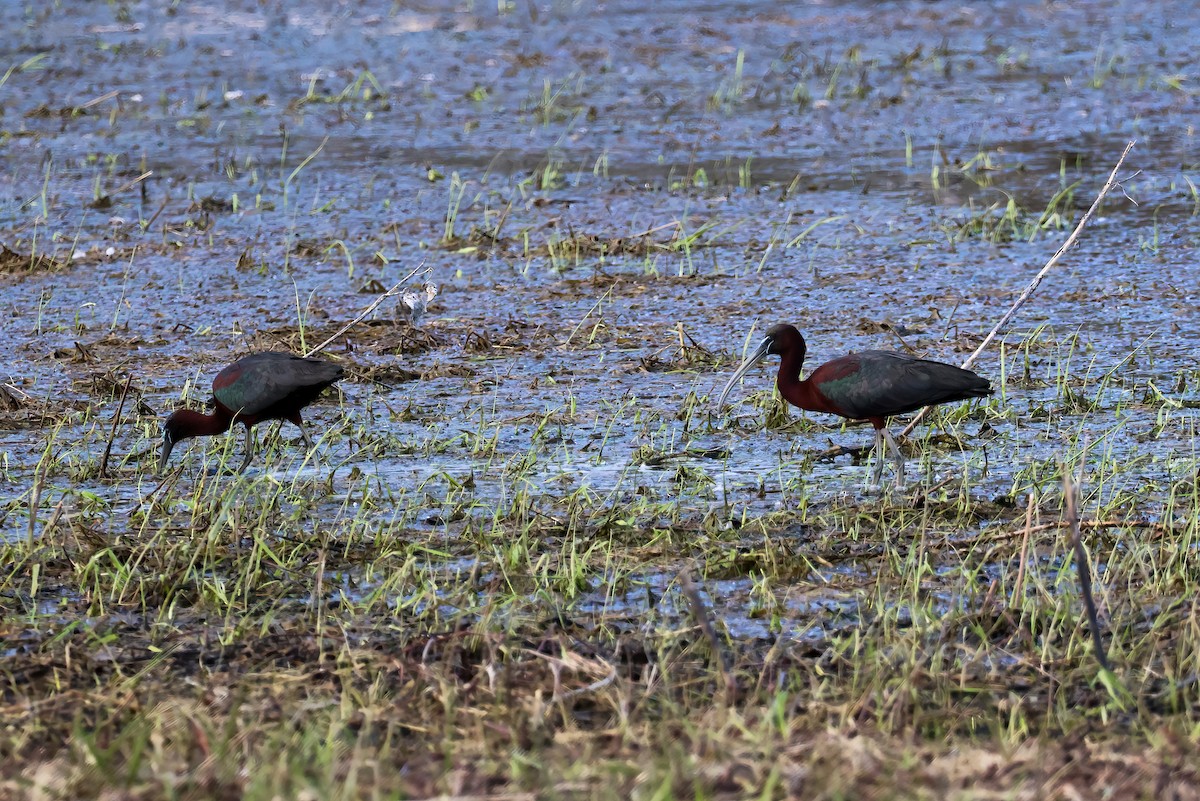 ibis hnědý - ML617493302