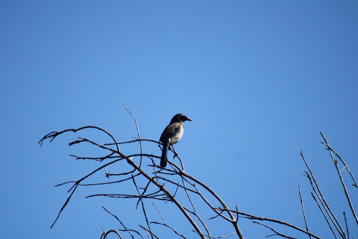 California Scrub-Jay - ML617493303