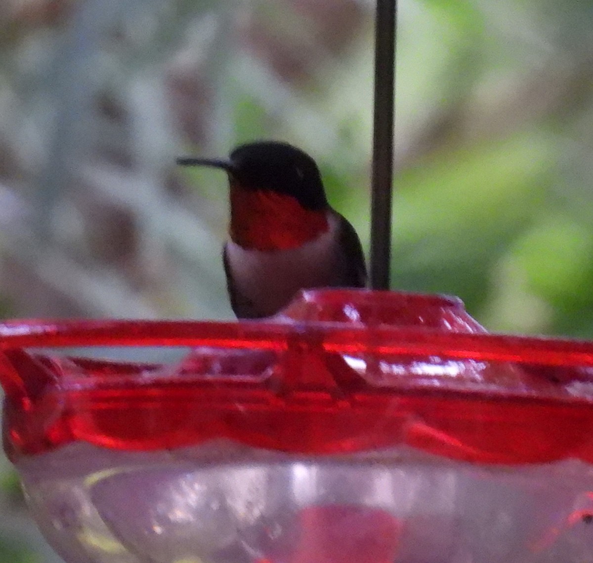 Ruby-throated Hummingbird - ML617493304