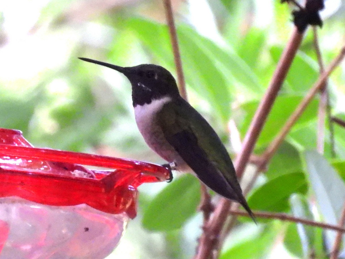 Ruby-throated Hummingbird - ML617493305