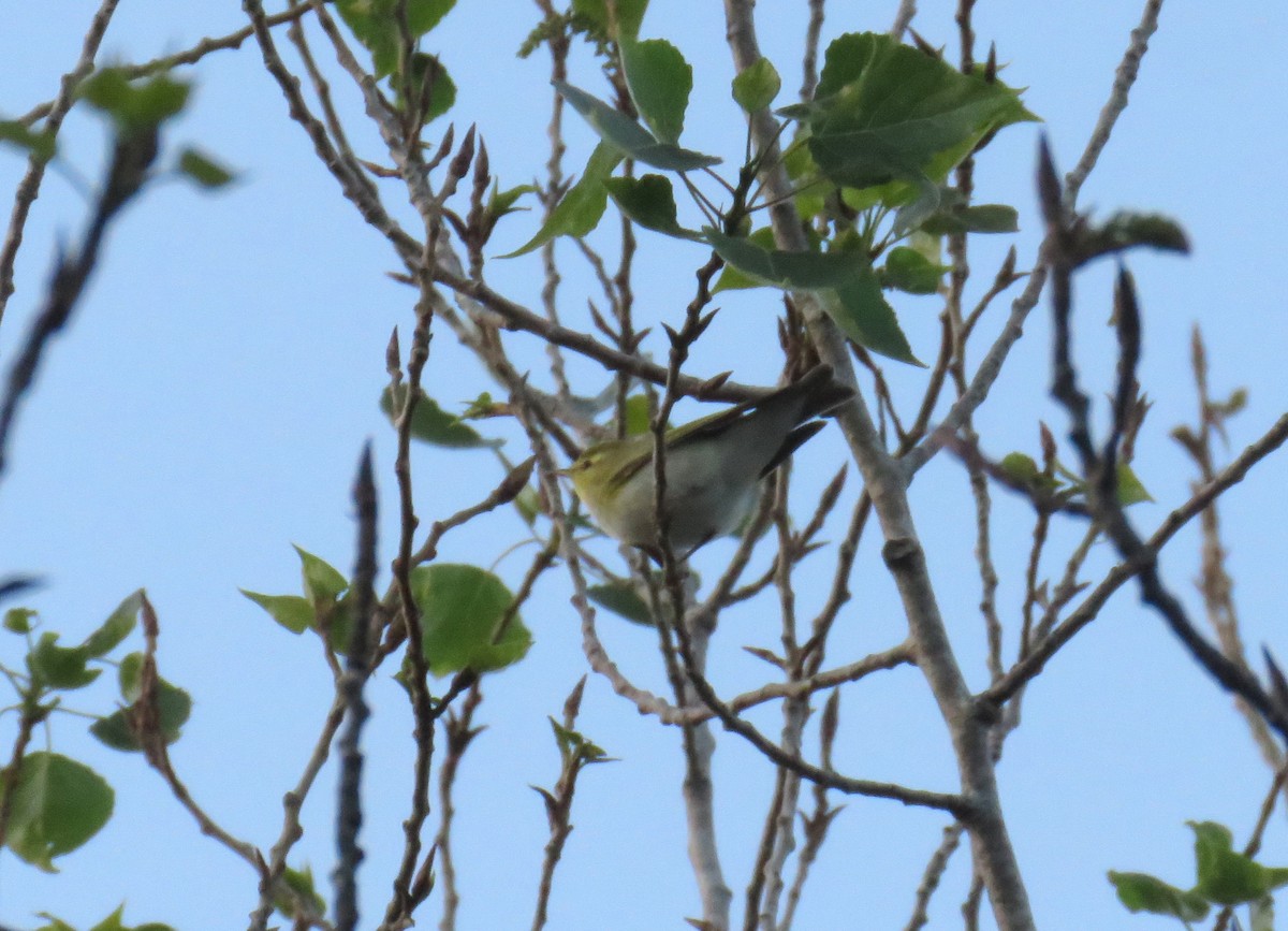 Wood Warbler - ML617493315