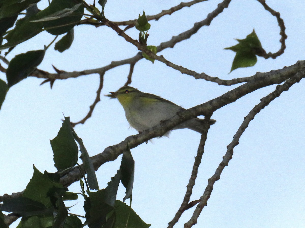 Wood Warbler - ML617493316