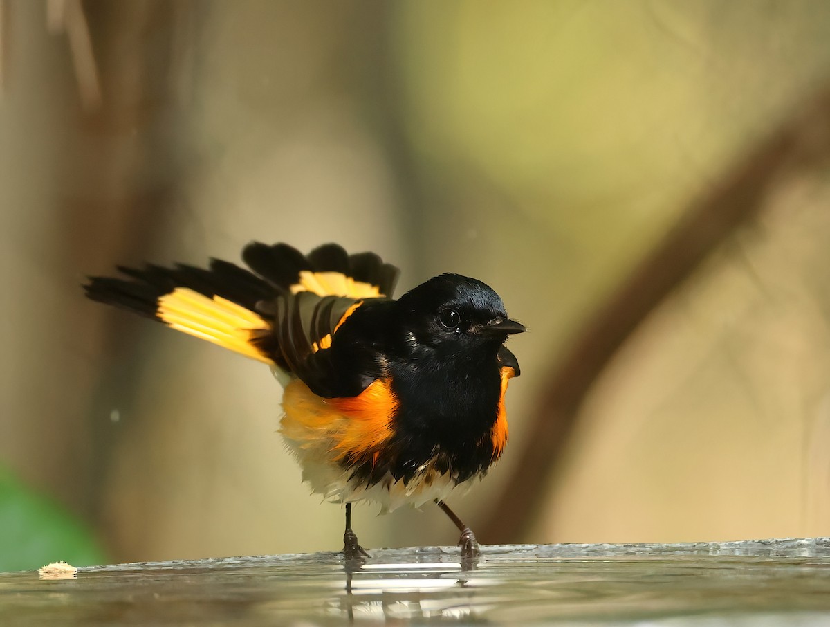 American Redstart - ML617493319