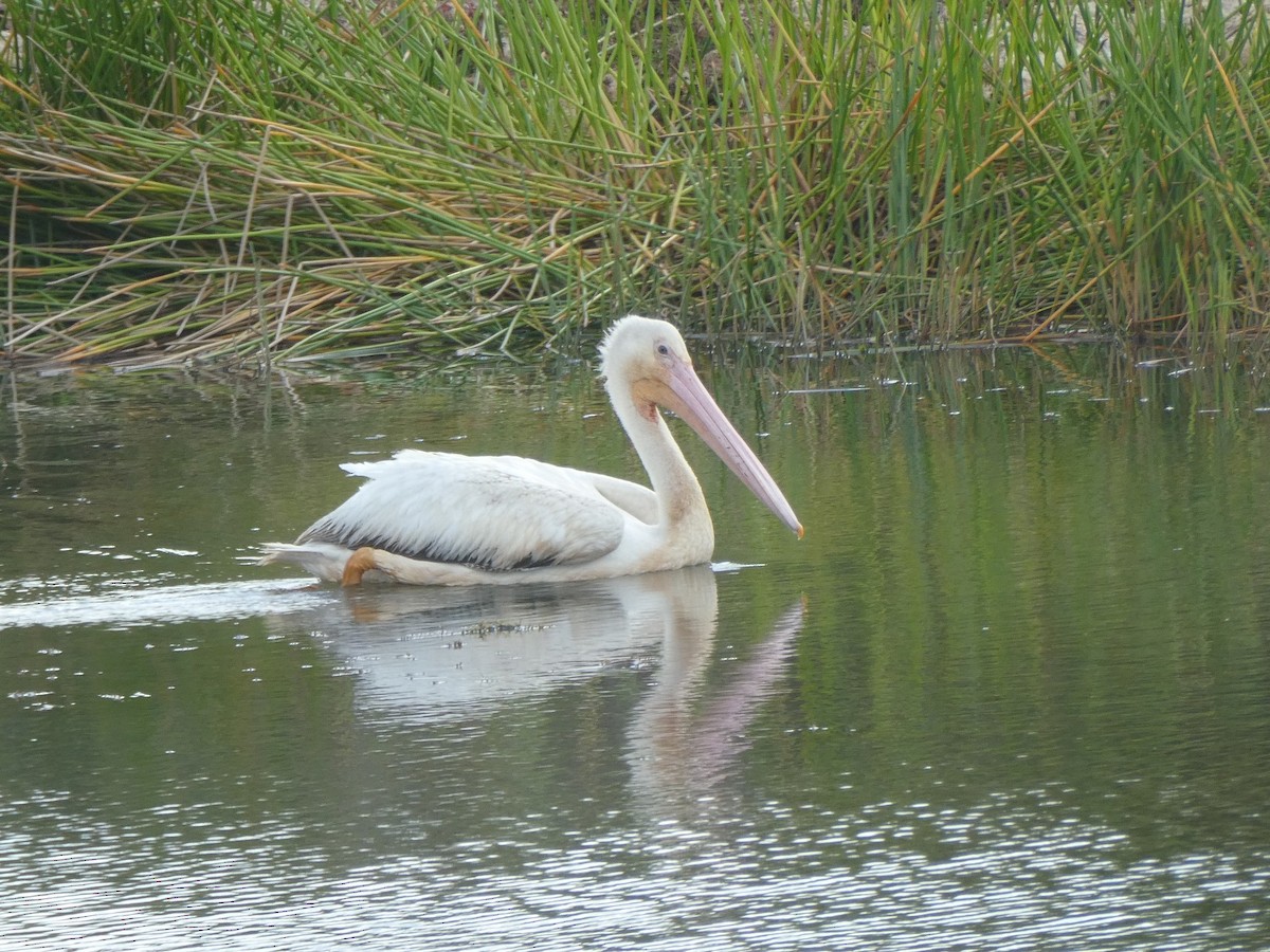 American White Pelican - Donna Ferguson